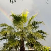 treepriority